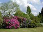 Rhododendren im Tatton Park
